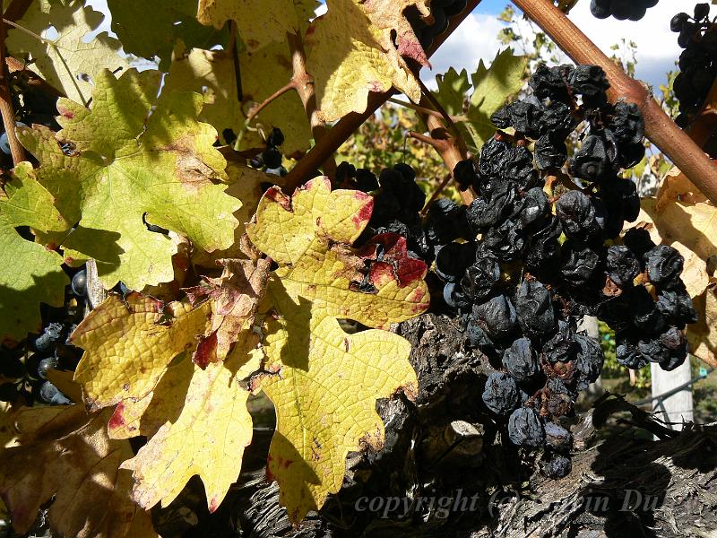 Cabernet sauvignon, Boireann vineyard P1070988.JPG